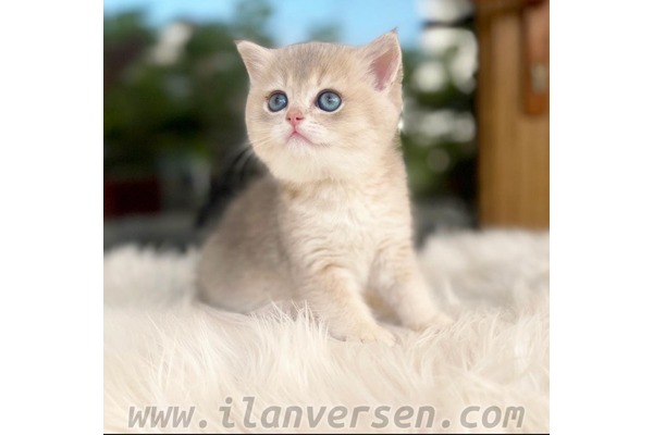 Parazit tedavisi yapılmış British shorthair