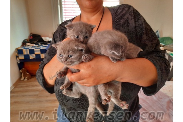 Scottish fold Sahibinden 2000 TL