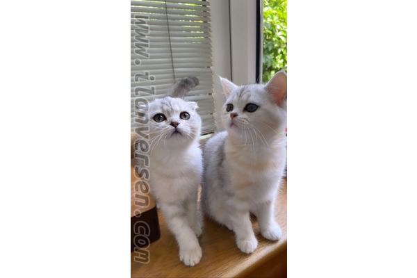0-3 Aylık kedi Topkapı Mah.