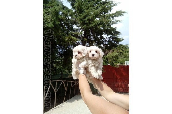 Adalet Mah. köpek ilanları