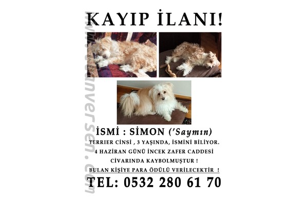 köpek White terrier fiyatları
