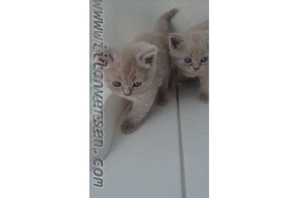 British shorthair Tuvalet eğitimli
