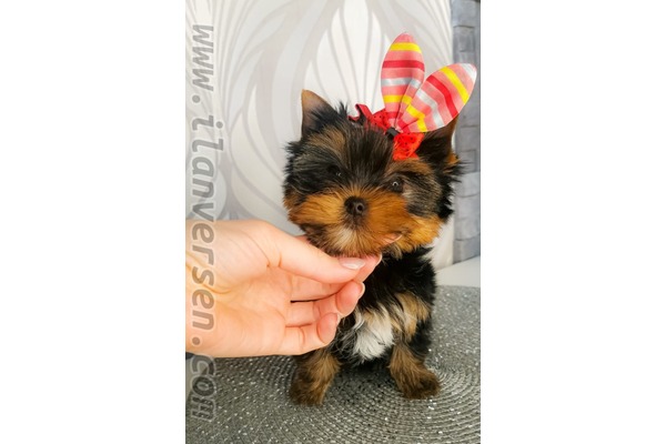 Aşılı Yorkshire terrier