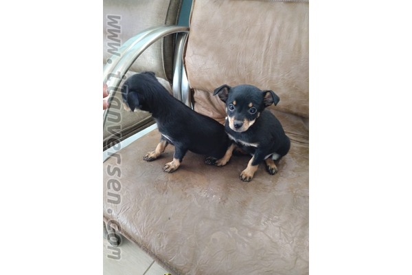 Pinscher Dişi ve Erkek Cumhuriyet Mah.