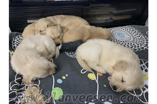 Cumhuriyet Mah. köpek ilanı