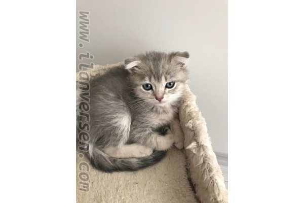 Scottish fold 2000 TL Hamitler Mah.