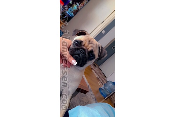 köpek ilanlari Yeşilkent Mah.