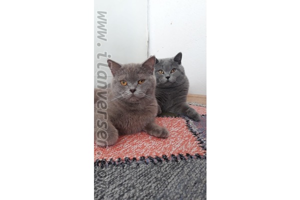 British shorthair ilanları