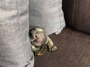 marmoset maymun Küçükkarapürçek Köyü hayvanlar fiyatları