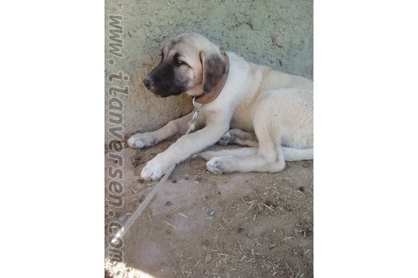 Kangal Eğitimli