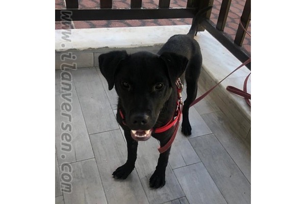 Diğer köpek ırkı Sahibinden Kızılot Bld.