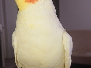  Sultan Papağanı Yavru Pearl, Lutino Kırmızı Göz