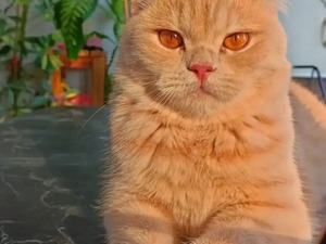 sevinç Şambayadı Mah. kedi ilanı