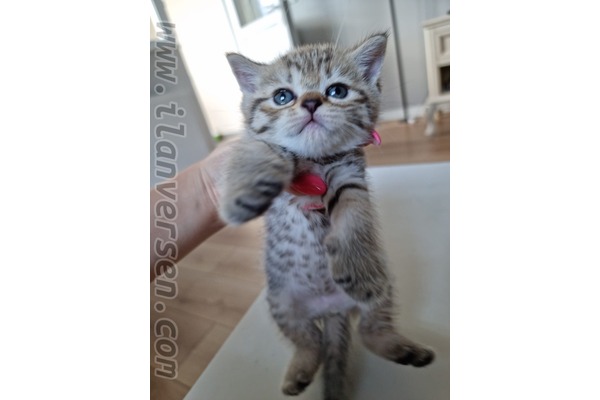Yukarı Dudullu Mah. kedi fiyatları