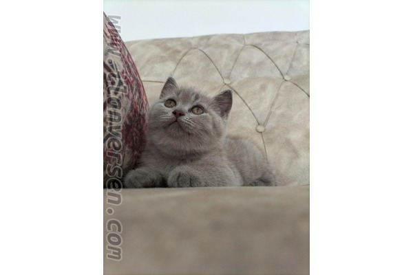 British shorthair Sahibinden Nusratiye Mah.
