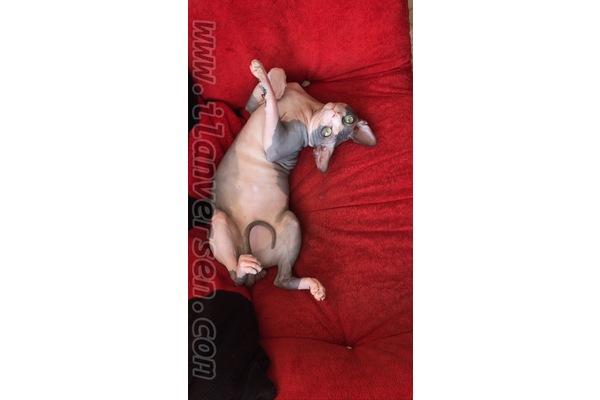 Sphynx kedi Muratpaşa