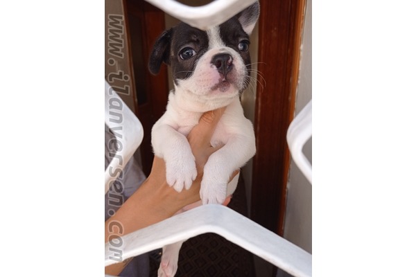 French bulldog Sahibinden Ferahlı Mah.