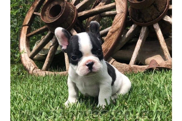 Cumhuriyet Mah. köpek ilanı ver