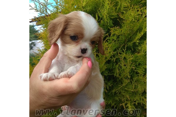 Cavalier king Charles Dişi ve Erkek köpek