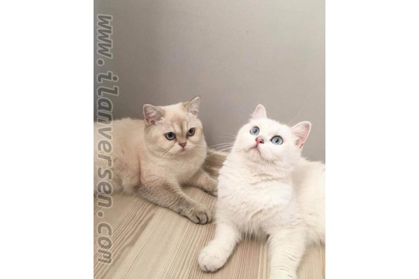 kedi ilanlari İsabeyli Bld.