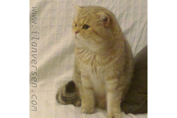 Mercimek kedi ilanları