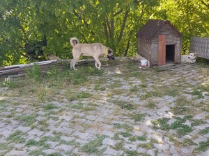 Baklalı Köyü Kangal ilanları