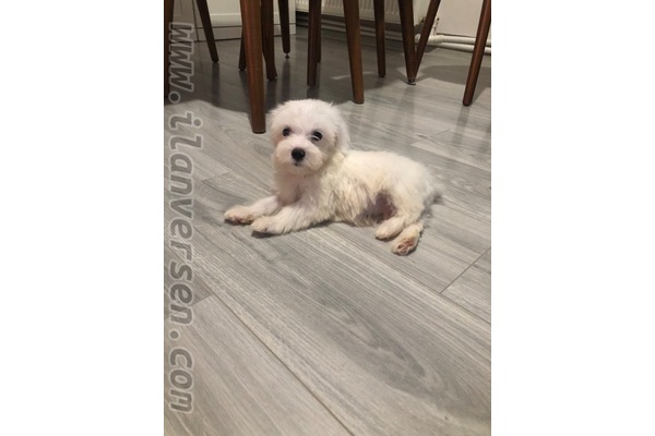 Aşılı Maltese terrier