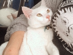 ücretsiz van kedisi Kazım Karabekir Mah. kedi ilanı