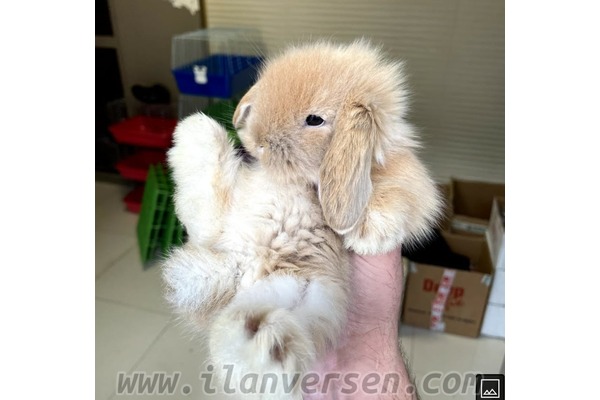 Lop ilanları