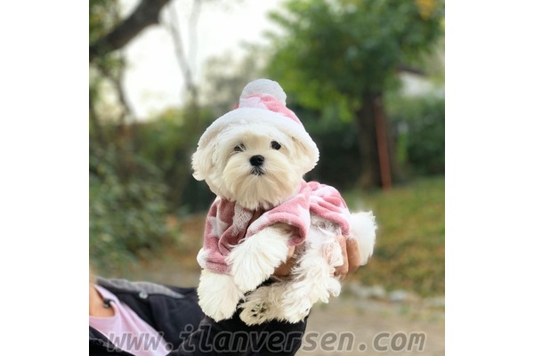 Maltese terrier yaş 0-3 Aylık Adalet Mah.