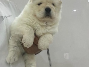 Chow Chow Dişi ve Erkek köpek