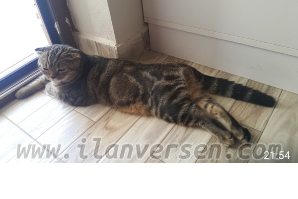 Scottish fold Erkek Hamidiye Mah.