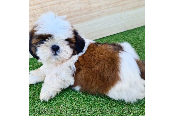 Shih-Tzu Dişi ve Erkek köpek