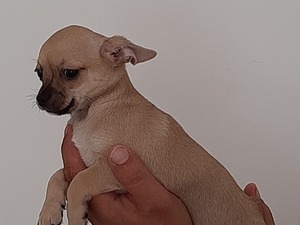  Chihuahua Fevzi Çakmak Mah.