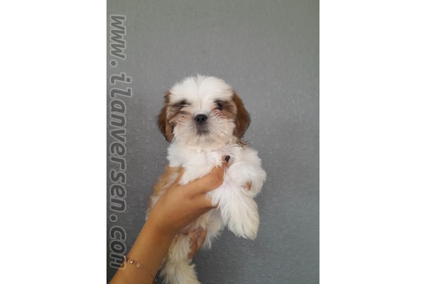 Shih-Tzu yaş 0-3 Aylık Kurtuluş Mah.