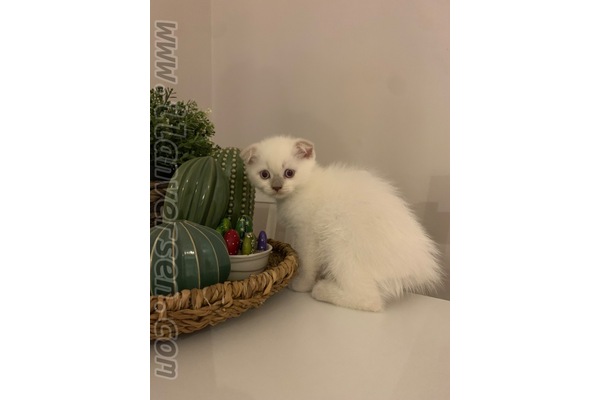 kedi ilanlari Konacık Bld.