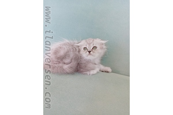 kedi ilanlari Yeni Mah.