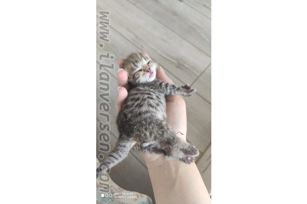 Scottish fold Dişi ve Erkek kedi