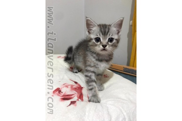 Dişi kedi Yunus Emre Mah.