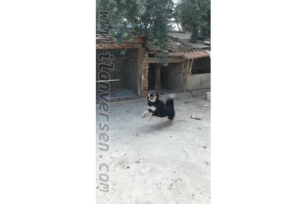 Diğer köpek ırkı Erkek köpek