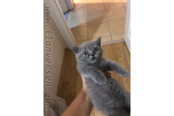 British shorthair 0-3 Aylık Mecidiyeköy Mah.