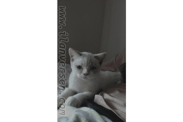British Shorthair 4 Aylık Dişi Prenses