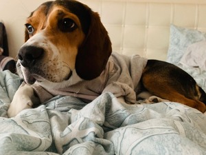  köpek Beagle fiyatları