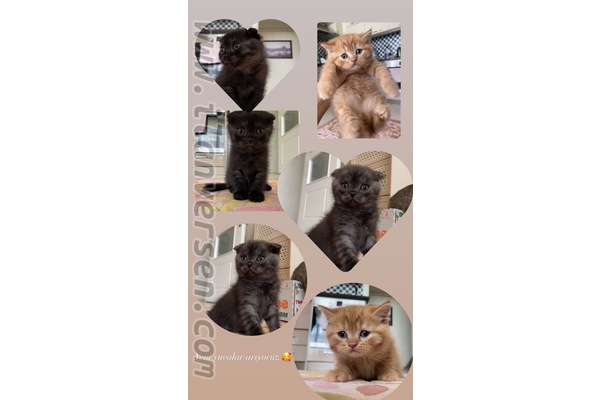 British shorthair Dişi ve Erkek Yeni Mah.