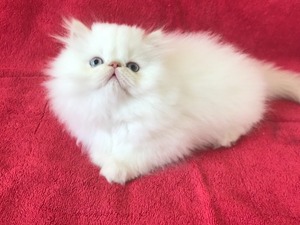 beyaz kedi İran Dişi kedi