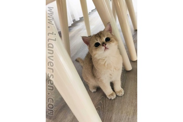 British shorthair kedi Şahinbey