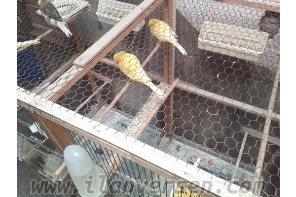 Birlik Mah. kanarya ilanları