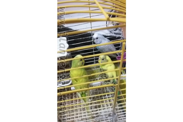 Yerli muhabbet kuşu Sahibinden 100 TL