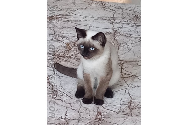Siyam Erkek Rüstem Paşa Mah.