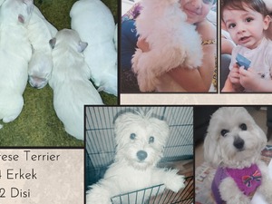 satılık maltese terrier yaş 0-3 Aylık köpek Bahçeleriçi Mah.